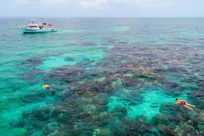 Key Largo Snorkeling Tour - rental mask, fins and vest INCLUDED Key Largo Snorkeling Tour - rental mask, fins and vest INCLUDED
