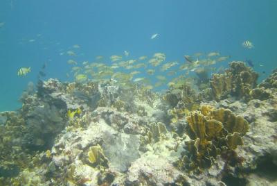 Try Scuba Diving with Professional Scuba Instructor Try Scuba Diving with Professional Scuba Instructor