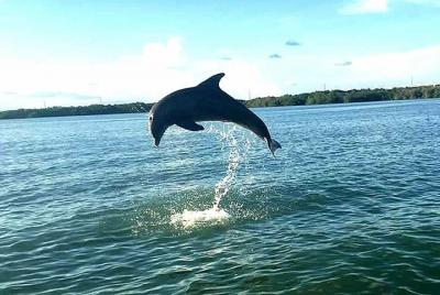 Key Largo Mangrove Private Eco-Tours Key Largo Mangrove Private Eco-Tours