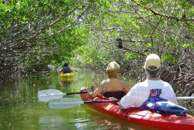 Key West Mangrove Kayak Eco Tour  Key West Mangrove Kayak Eco Tour