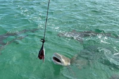 Shark and Wildlife Viewing Adventure in Key West Shark and Wildlife Viewing Adventure in Key West
