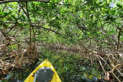 Kayak Tour of Mangrove Maze from Key West Kayak Tour of Mangrove Maze from Key West