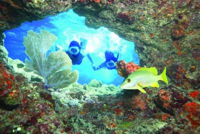 Key West Living Coral Reef Snorkel Adventure Key West Living Coral Reef Snorkel Adventure