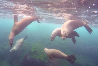 All Day Snorkel Package with Wetsuit Rental All Day Snorkel Package with Wetsuit Rental