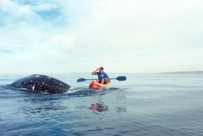 La Jolla Whale Watching Kayak Adventure La Jolla Whale Watching Kayak Adventure