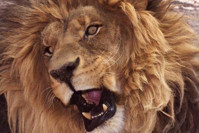 Lion Habitat Ranch Admission Ticket  Lion Habitat Ranch Admission Ticket