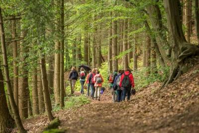 Forest Bathing in Hampshire