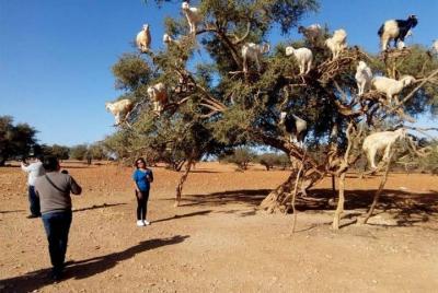 Day trips to essaouira