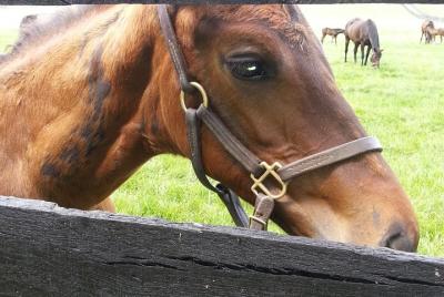 Triple Crown Experience Triple Crown Experience