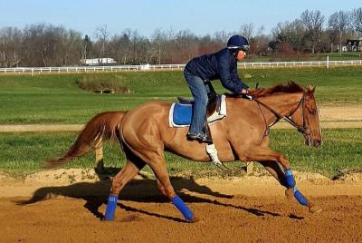Behind the Scenes Thoroughbred Tour Behind the Scenes Thoroughbred Tour