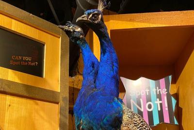 Ripley Ripley's Believe it or Not! Adult ticket