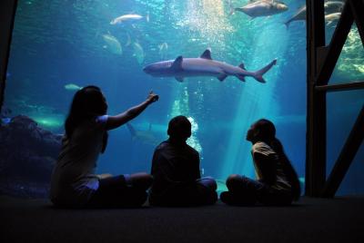 Maui Ocean Center Admission Ticket Maui Ocean Center Admission Ticket