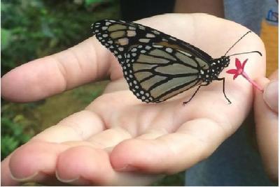 The Maui Butterfly Farm Tour! The Maui Butterfly Farm Tour!
