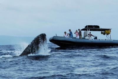 Up-Close Whale Watch Boat Tour from Lahaina Up-Close Whale Watch Boat Tour from Lahaina