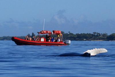 Maui Whale-Watching Tour by Raft from Kihei Maui Whale-Watching Tour by Raft from Kihei