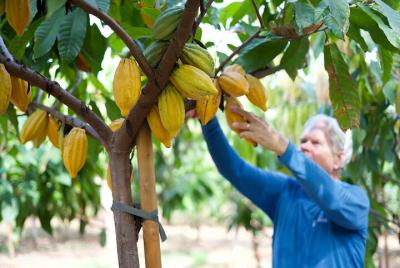 Lahaina Guided Cacao Farm Tour and Chocolate Tasting Lahaina Guided Cacao Farm Tour and Chocolate Tasting