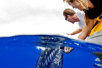 Maui Small-Group Whale Watch Adventure Aboard Brand New Super Raft