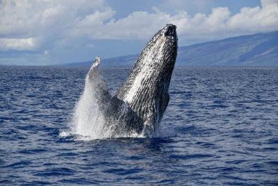 Ali Ali'i VIP Whale Tour