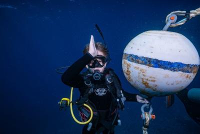 Small Group Shark and Turtle Dive for Certified Divers Small Group Shark and Turtle Dive for Certified Divers