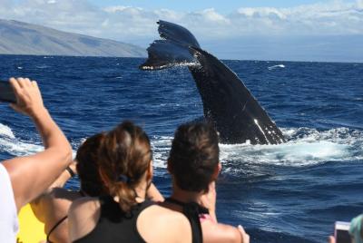 Discount 1.5 Hour Whale Watch Tour from Lahaina Harbor Discount 1.5 Hour Whale Watch Tour from Lahaina Harbor