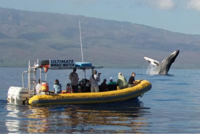 Ultimate 2-Hour Small Group Whale Watch Tour from Lahaina Harbor Ultimate 2-Hour Small Group Whale Watch Tour from Lahaina Harbor
