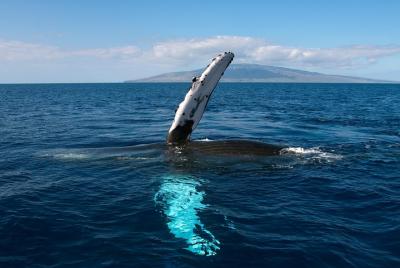 Maui Whale Watching and Snorkeling Tour from Ma Maui Whale Watching and Snorkeling Tour from Ma'alaea Harbor