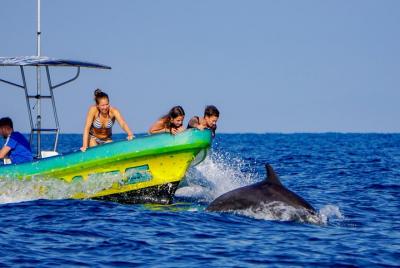 Dolphin Watching Tour Dolphin Watching Tour