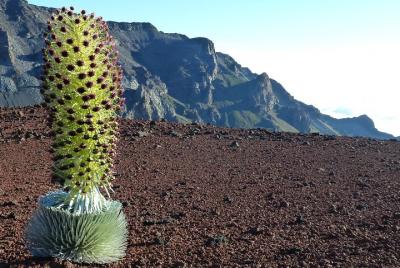 Quirky and Wild Maui Creative Scavenger Hunt Quirky and Wild Maui Creative Scavenger Hunt