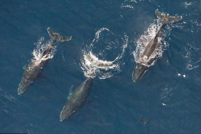 Maui Whale Watching -Private- Air Tour: Spectacular Humpbacks Seen from Above!  Maui Whale Watching -Private- Air Tour: Spectacular Humpbacks Seen from Above!
