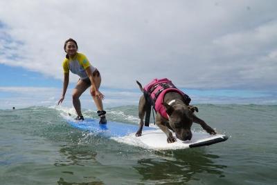 Surf with a Service Animal  Surf with a Service Animal