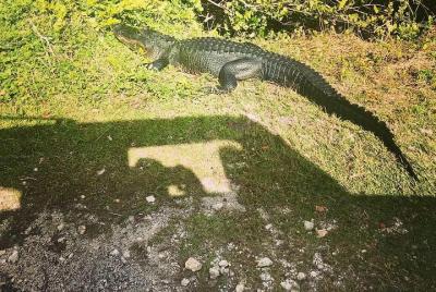 Miami & Florida Everglades Adventure Package Miami & Florida Everglades Adventure Package