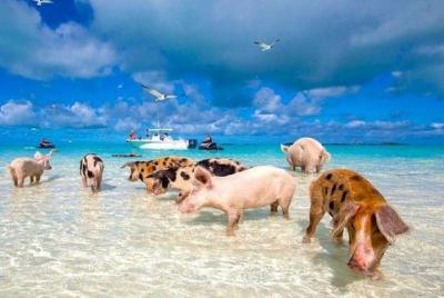 Split Cruise to Grand Bahamas with Transfers