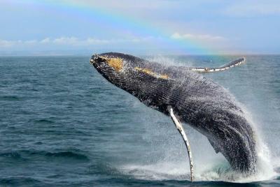Whale Watching Tour Whale Watching Tour