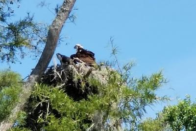Waccamaw River Nature and Wildlife Tour Waccamaw River Nature and Wildlife Tour