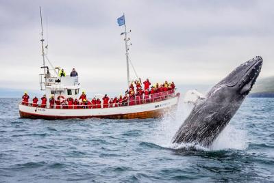 Whale Watching in Dalvik Whale Watching in Dalvik