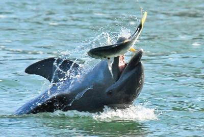Dolphin Adventure in The 10,000 Islands Wilderness Preserve