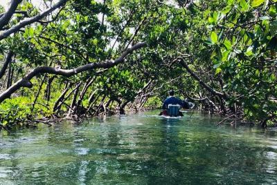 Mangrove Tunnels Eco Tour (Paddle Board & Kayak) Mangrove Tunnels Eco Tour (Paddle Board & Kayak)