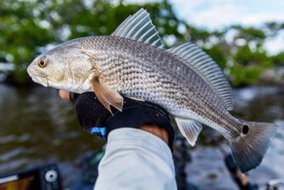 3/4 Day Private Fishing Trip Naples Bay, FL and the Gulf