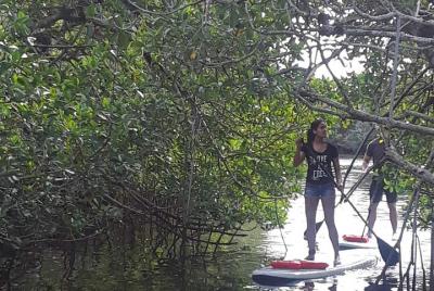 Naples Fl, Paddleboard Mangrove Forest Tour Naples Fl, Paddleboard Mangrove Forest Tour