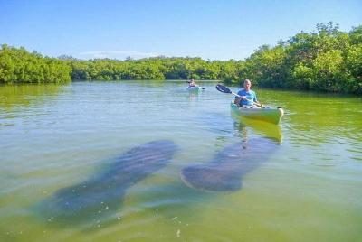 Mangrove Kayak Tour Mangrove Kayak Tour