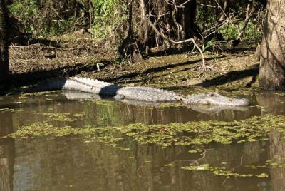 Honey Island Swamp Private Tour with Transport from New Orleans Honey Island Swamp Private Tour with Transport from New Orleans