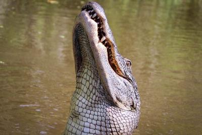 4-Hour Private Airboat Ride with Tranportation from New Orleans 4-Hour Private Airboat Ride with Tranportation from New Orleans
