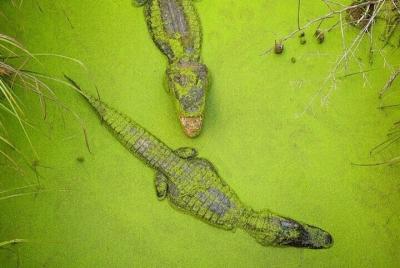 Small Group Swamp Tour New Orleans Small Group Swamp Tour New Orleans