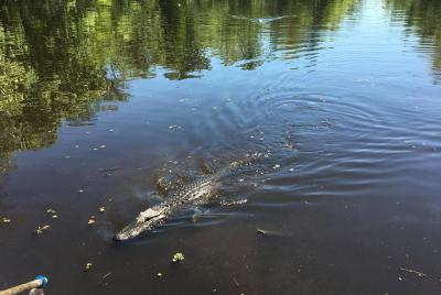Swamp Tours with Transportation Swamp Tours with Transportation