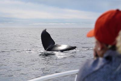 Ultimate Private Whale and Dolphin Watching Tour with Capt. Nick