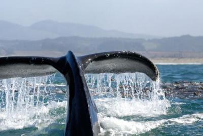 Whale Watching Cruise Los Angeles, Santa Monica, Newport Beach, M