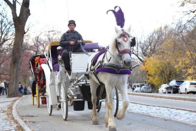 Horse Carriage Tour in New York City Horse Carriage Tour in New York City's Central Park Small Loop