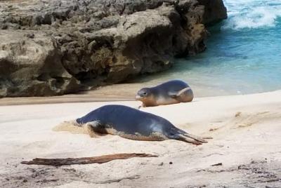 Learn Hawaiian Monk Seal Tours on Oahu