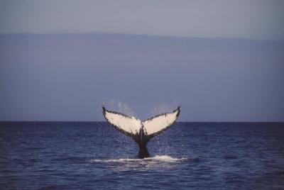 Oahu Whale-Watching Excursion