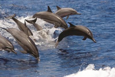 Afternoon Snorkel and Ocean Playground